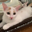 可愛い白三毛４姉妹 渦巻きちゃん