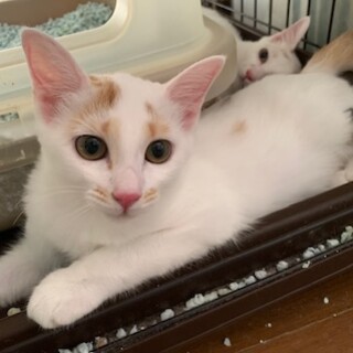 可愛い白三毛４姉妹 渦巻きちゃん