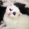愉快な保護猫たち（保護活動者）