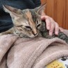 あと一匹！キジ三毛子猫　多頭飼い崩壊現場救済