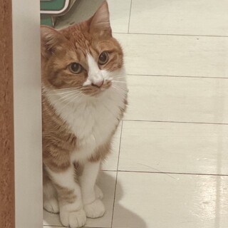 猫好きおっとりさん⭐︎ミキ⭐︎茶白ガール⭐︎一歳