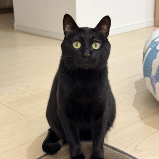 シリウス⭐︎黒猫⭐︎怖がりボーイ⭐︎猫好き