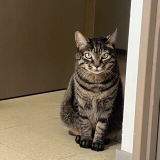 キジトラ女子⭐︎愛ちゃん⭐︎3歳