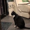 おしゃべり上手なハチワレくん サムネイル3