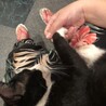 おしゃべり上手なハチワレくん サムネイル4