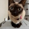 ねこすんすん