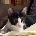 甘えん坊のルノ君、里親さん募集です。
