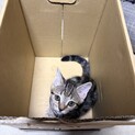 雑種メス　キジトラちゃん