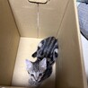 雑種メス　キジトラちゃん サムネイル2