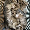 甘えん坊男の子 サムネイル7