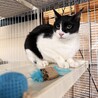 甘えん坊ハチワレ✨慣れるとデレるモコちゃん サムネイル3