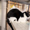 甘えん坊ハチワレ✨慣れるとデレるモコちゃん サムネイル5