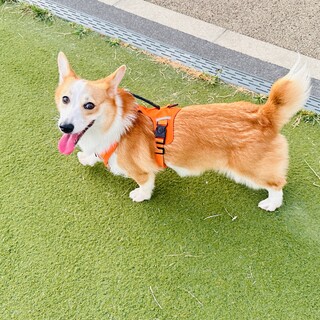 あみちゃんの里親探す