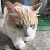 肉だんご