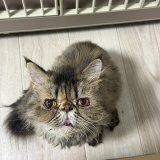 ふわふわボディの女の子