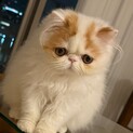 ご応募沢山いただいた為、締め切っております。