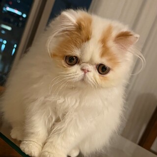 ご応募沢山いただいた為、締め切っております。