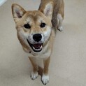 優しい柴犬の男の子（完全室内飼育）