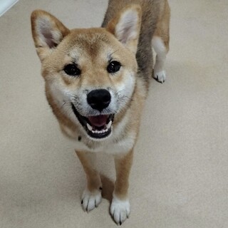 優しい柴犬の男の子（完全室内飼育）