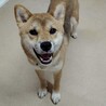 優しい柴犬の男の子（完全室内飼育）