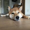 柴犬(赤毛)オス 里親募集