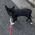 一旦募集停止します