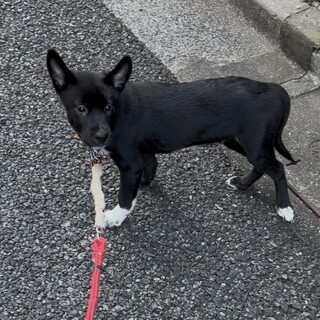 一旦募集停止します