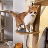 茶白の甘えん坊3歳 サムネイル3