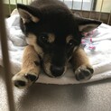 柴犬(黒毛)メス 里親募集