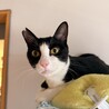 抱っこができるレオくん
