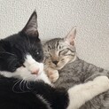 子猫 2匹