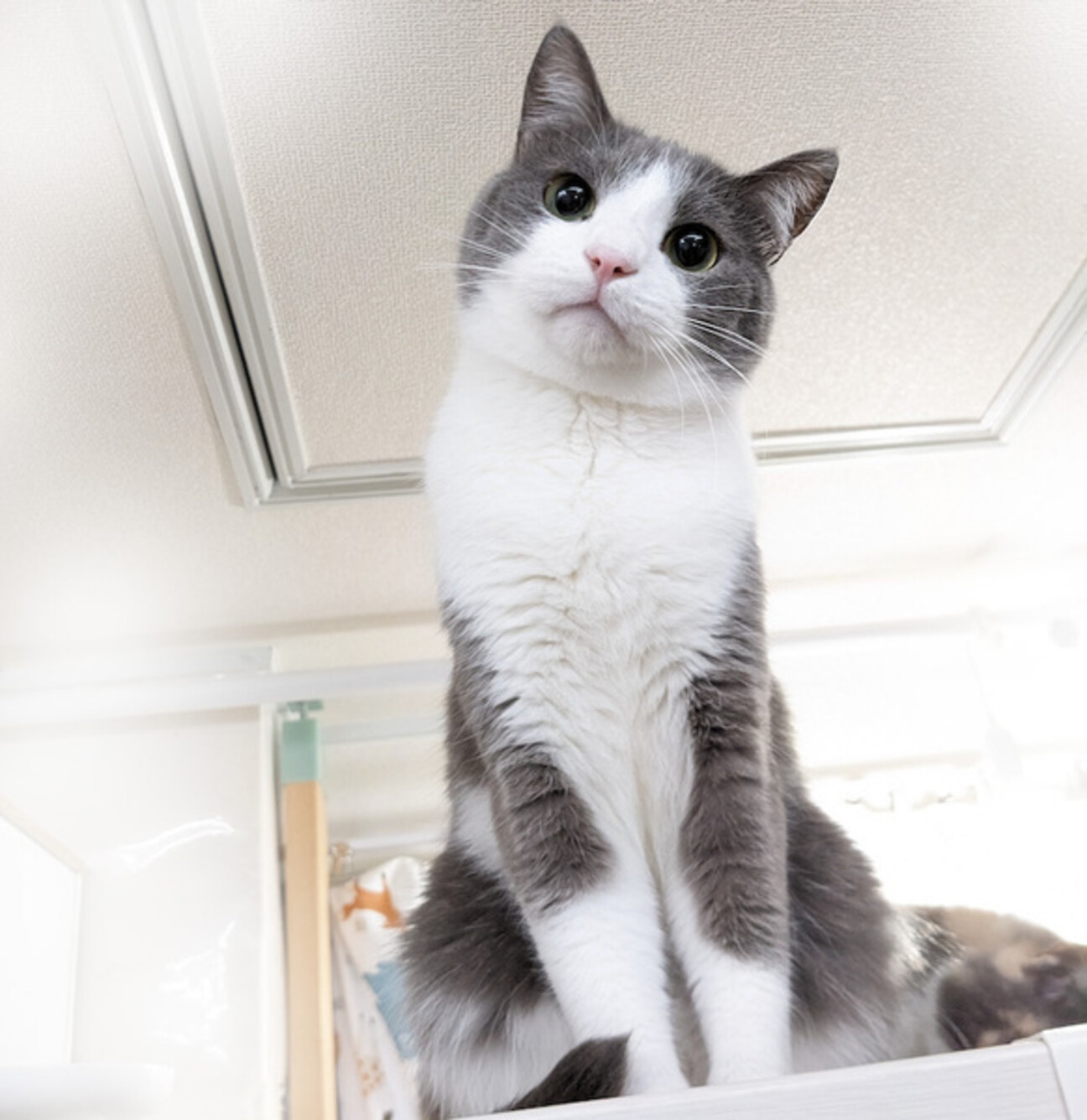猫の里親募集「よく遊ぶ男子☆チーノくん」（東京都 :: ペットのおうち