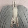 ねこにこ ¨̮⃝（保護活動者）
