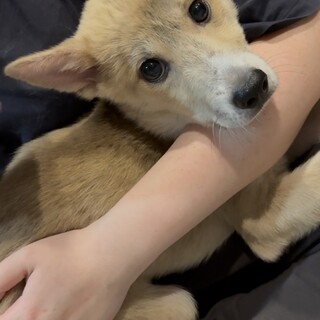 9月日譲渡会参加！ひまわりちゃん