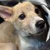 9月日譲渡会参加！ひまわりちゃん サムネイル2