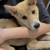 9月日譲渡会参加！ひまわりちゃん サムネイル3