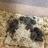 ハムスター8匹里親募集！！1匹でも可