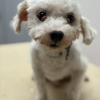 マルチーズ　犬と猫と暮らしていた子　岐阜