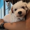 マルチーズ　犬と猫と暮らしていた子　岐阜 サムネイル2