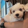 マルチーズ　犬と猫と暮らしていた子　岐阜 サムネイル3