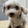 マルチーズ　犬と猫と暮らしていた子　岐阜 サムネイル4