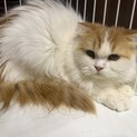 長毛スコティッシュ女の子　多頭飼い崩壊現場より保護