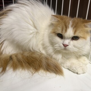 長毛スコティッシュ女の子　多頭飼い崩壊現場より保護