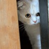 2歳の男の子です サムネイル2