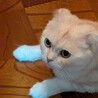 2歳の男の子です サムネイル3