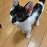 覆面柄、クエクションしっぽ2ヶ月男の子