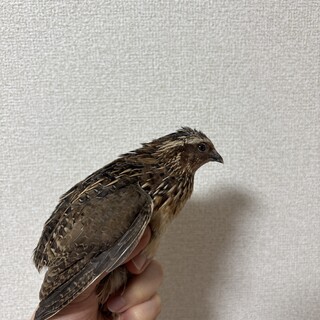 元気なうずらちゃんです！里親募集してます