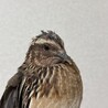 元気なうずらちゃんです！里親募集してます サムネイル2