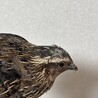 元気なうずらちゃんです！里親募集してます サムネイル4