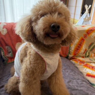 トイプー甘えん坊ちゃん里親募集